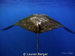 "The Following" 
Trying to keep up with this Manta Ray w... by Lauren Berger 